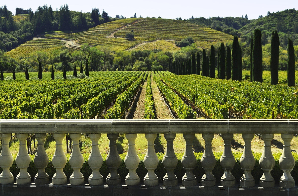 Uncorking a Better Choice: Why Your Next Sip Should Be Organic Wine