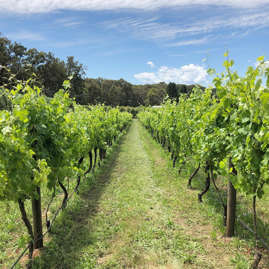 Alkimi Wines