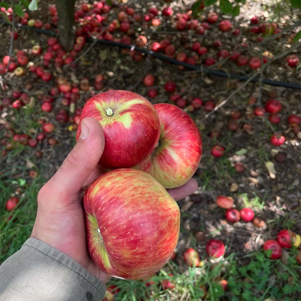 Wildflower - Roadcider 2024: Orange