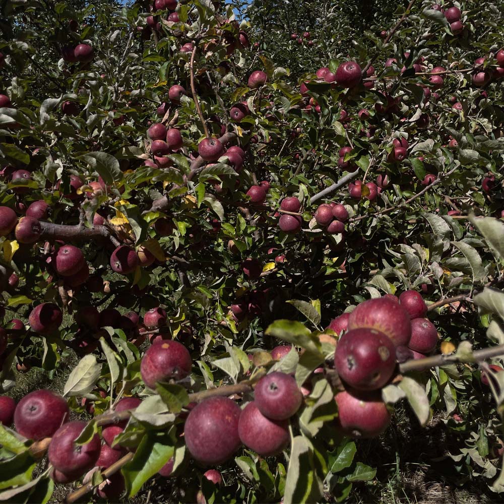 Wildflower - Roadcider 2024: Orange