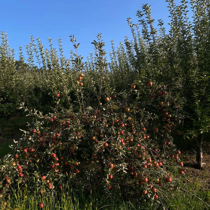 Wildflower - Roadcider 2024: Orange